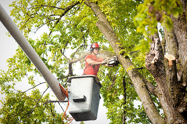 Tree Service Company in Cassville, WV